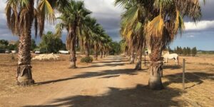 South Mallorca: Authentic Rustic Finca with holiday rental licence, Equestrian Property