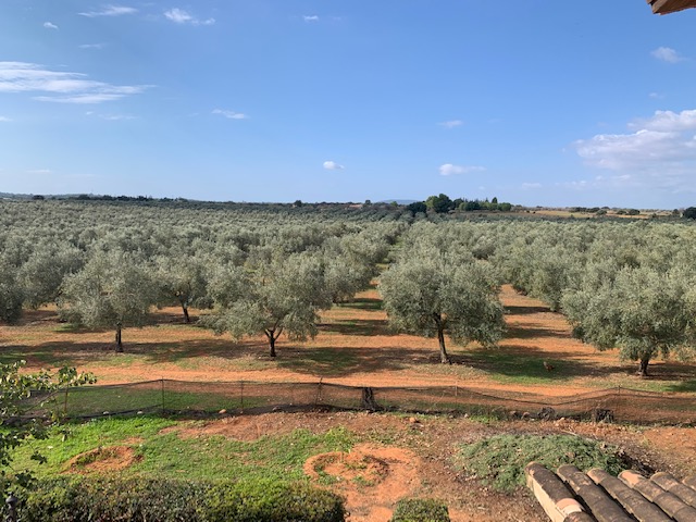 Olive grove for sale Mallorca Picual