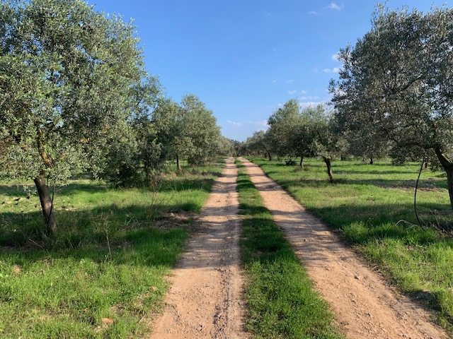 Olive grove for sale
