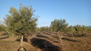 Olive plantation farm for sale Palma