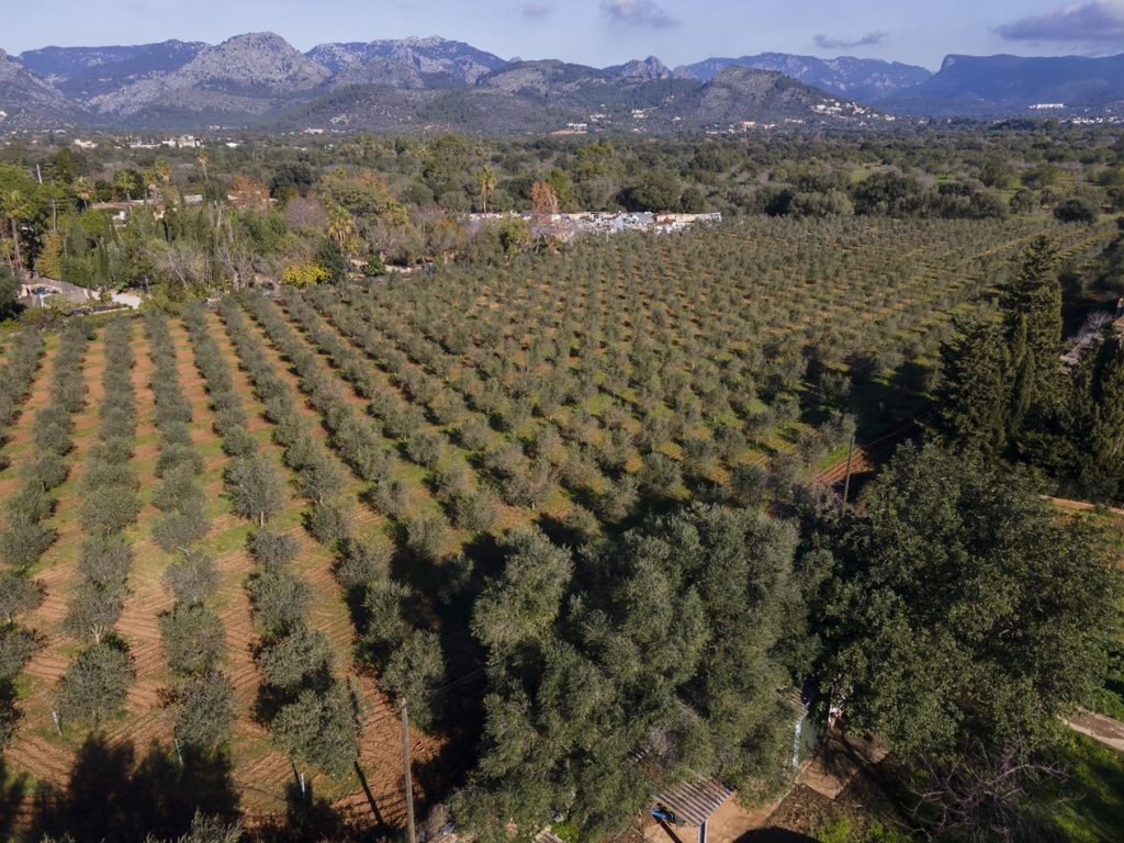 Rural property with Olive plantation near Palma